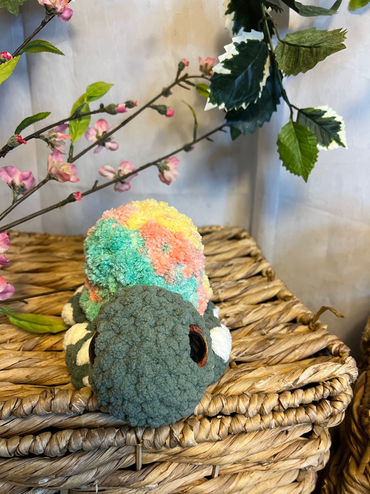 Hygee the turtle Variegated bright shell